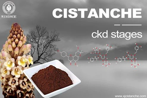 Cistanche-ckd stages Cistanche-ckd stages