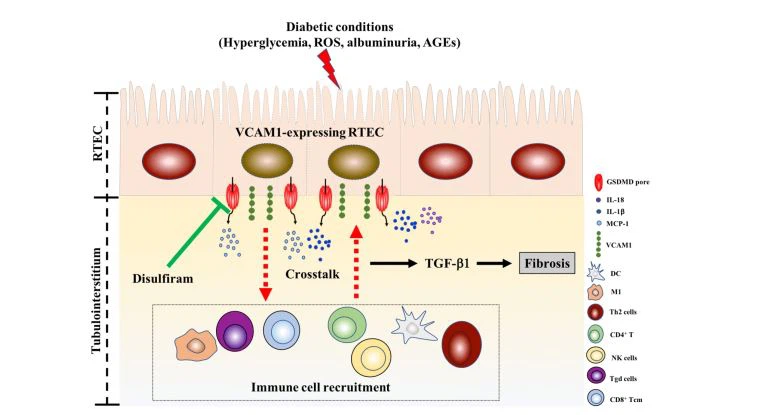 image-Cistanche can treat Diabetic kidney disease