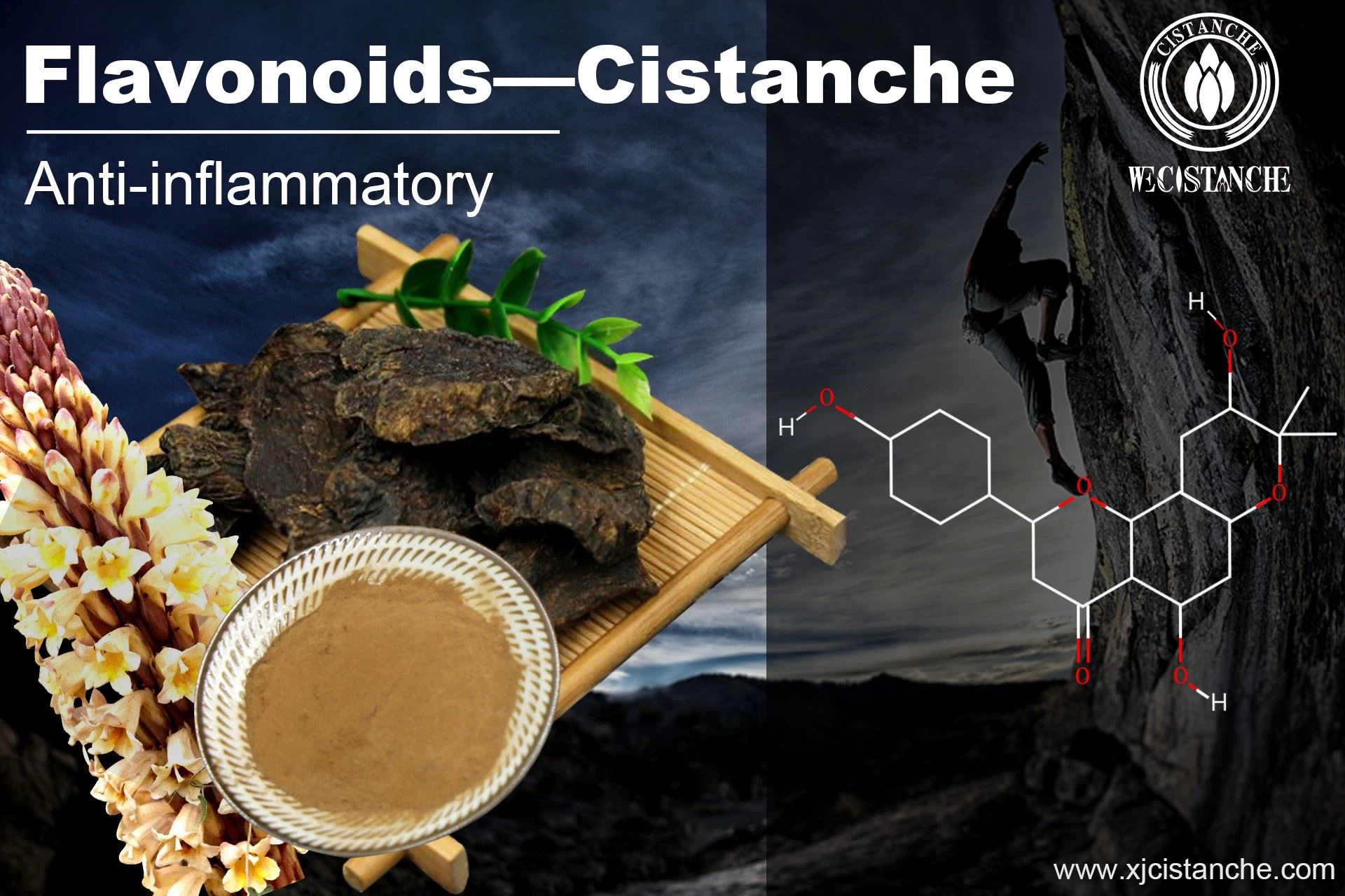 benefit of cistanche: anti-inflammation