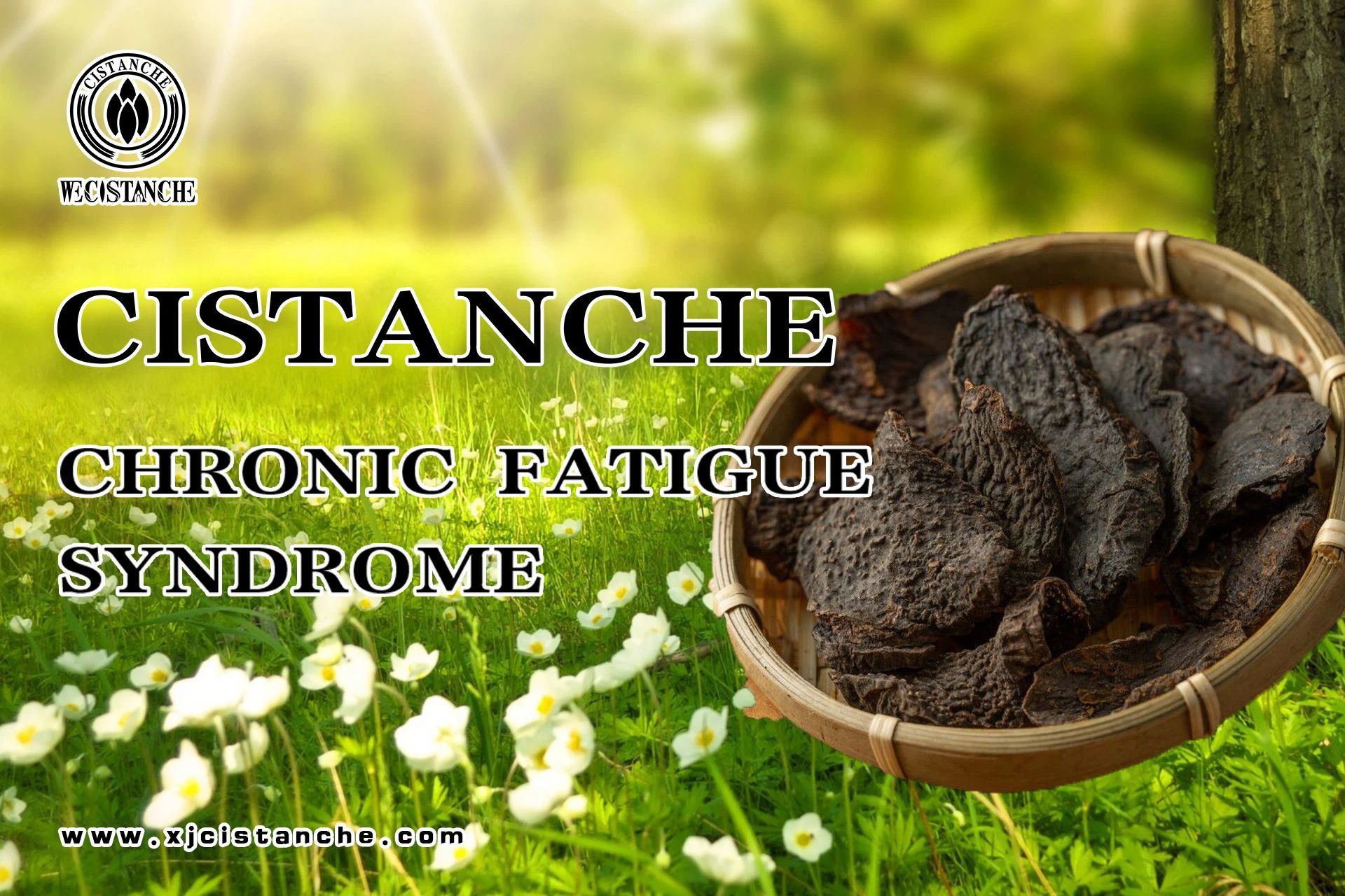 anti-fatigue cistanche tubulosa extract