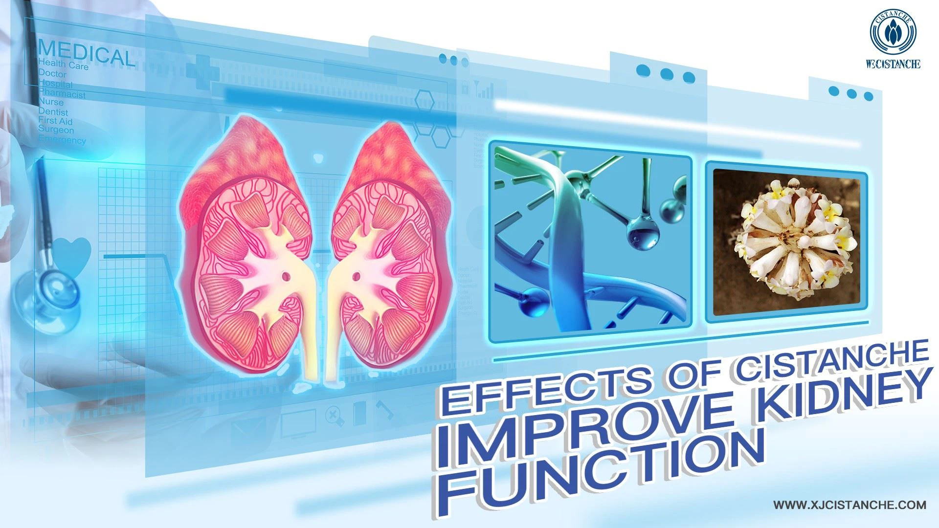improve kidney function herb