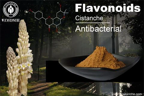 anti-baterial and virus cistanche extract