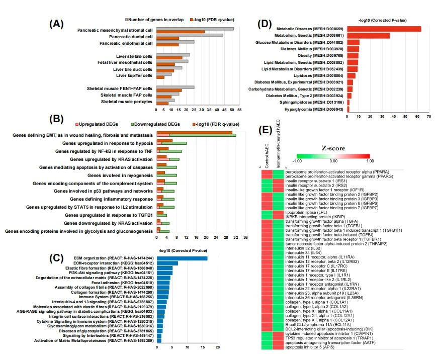  Whole-genome microarray analysis predicts the potential effect of the isorhamnetin on  diabetes in a stem cell-based tool of hAEC. (A) Significantly enriched cell type signature gene sets  (MSigDB of GSEA; https://www.gsea-msigdb.org/gsea/index.jsp, accessed on 26 November 2021);  (B) significantly enriched hallmark gene sets (GSEA); (C) significantly enriched pathways (CTD;  http://ctdbase.org/, accessed on 29 November 2021); (D) significantly enriched metabolic diseases  (CTD); (E) heatmap for DM-associated gene expression. All data are available at Gene Expression (CTD); (E) heatmap for DM-associated gene expression. All data are available at Gene Expression Omnibus (GEO) under accession number: GSE153149 (https://www.ncbi.nlm.nih.gov/geo/query/ acc.cgi?acc=GSE153149, accessed on 24 November 2021).