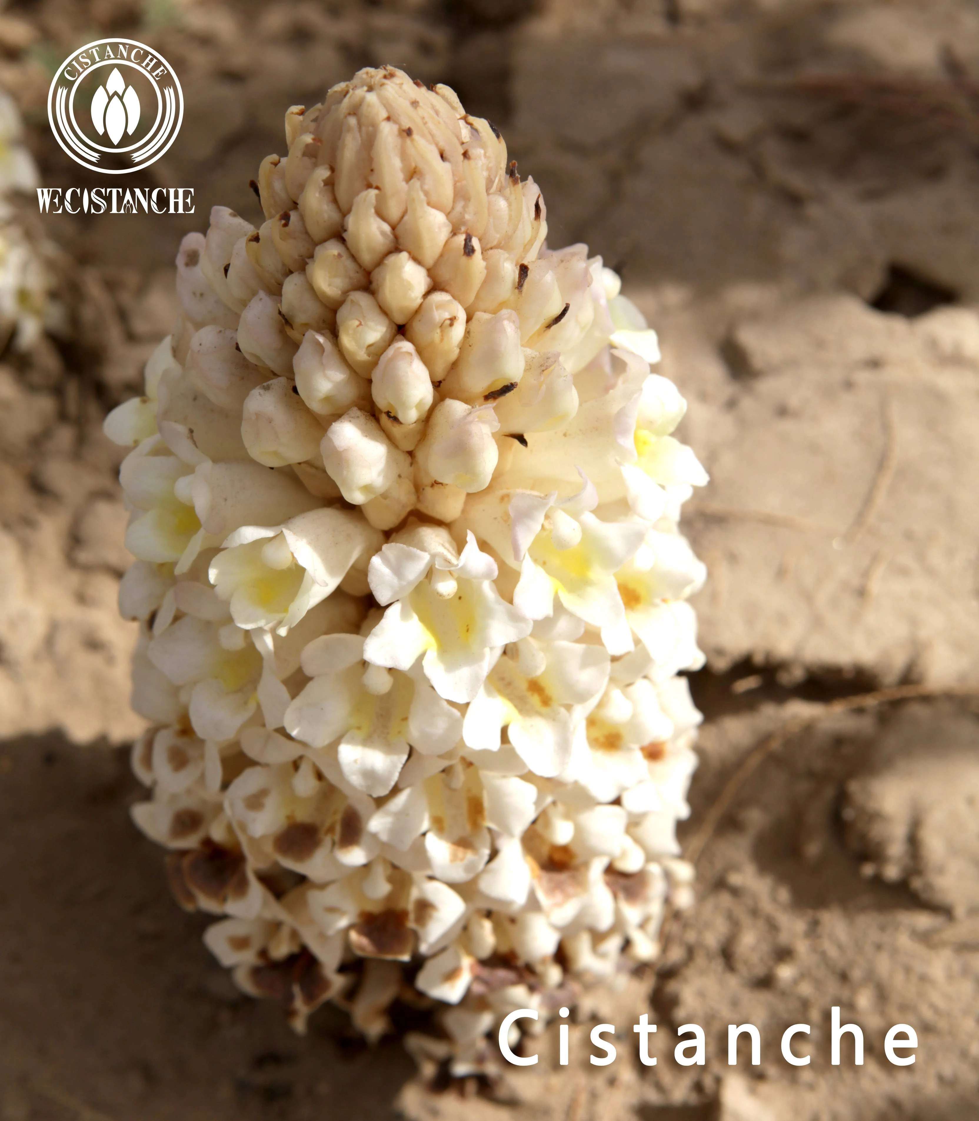 cistanche