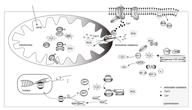 H2S and renal injury. In the mitochondria, H2S increases S‑mercaptoylation of the four cysteine residues of SIRT3, and induces deacetylation of its  target proteins, OPA1, ATP synthase (depicted as ATP in the figure) and SOD2, thus reducing mitochondrial division and increasing ATP production. H2S  reduces MPTP opening and loss of mitochondrial membrane potential via Ca2+‑dependent CypD activation by inhibiting NMDA‑R1 mediated Ca2+ influx,  thus avoiding mitochondrial morphological and functional damage, leading to ROS accumulation. ROS leads to the peroxidation of membrane lipids to  MDA, causing damage to cells and organelles. The prevulcanization of H2S on NADPH oxidase subunit P47PHOx inhibits the activity of NADPH oxidase,  thereby inhibiting the generation of MAPKs and intracellular ROS. H2S leads to the phosphorylation of AKT and dimerization of Keap1, and induces nuclear  translocation of Nrf2 to promote the expression of antioxidant substances, thereby inhibiting ROS in cells. NaHS downregulates the overexpression of renal  iNOS, upregulates eNOS and HO‑1, and regulates the T‑AOC and IL‑10 via the CO/NO pathway to exert an anti‑inflammatory and antioxidant effect. H2S,  hydrogen sulfide; OPA1, dynamin‑like 120 kDa protein; SIRT3, NAD‑dependent deacetylase sirtuin‑3; SOD2, superoxide dismutase 2; MPTP, mitochondrial  permeability transition pore; iNOS, inducible nitric oxide synthase; eNOS, endothelial nitric oxide synthase; HO‑1, heme oxygenase‑1; T‑AOC, total antioxidant  capacity; Nrf2, nuclear factor erythroid 2‑related factor 2; Keap1, Kelch‑like ECH‑related protein 1; ROS, reactive oxygen species; TLR, Toll‑like receptor;  CBS, cystathionine‑β‑synthase; CSE, cystathionine‑γ‑lyase; p‑, phosphorylated; MDA, malondialdehyde; CO, carbon monoxide; NO, nitric oxide.