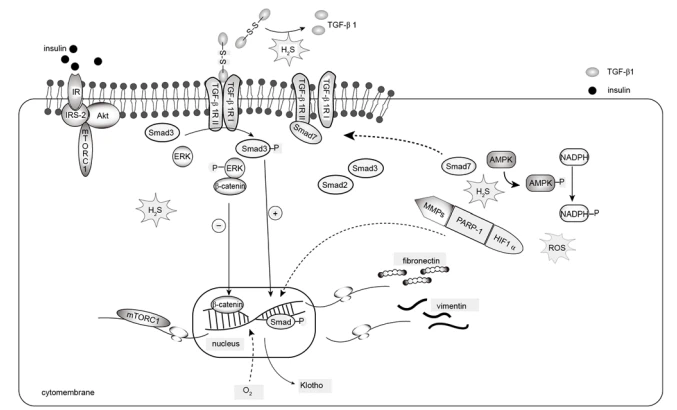 Figure 5. H2S and renal fibrosis. TGF‑β1 binds to TβR and promotes downstream Smad protein activation, leading to the overexpression of fibronectin and  vimentin. Activated by TβR, ERK promotes the conversion of β‑catenin in the nucleus, leading to the increased expression of fibronectin. H2S promotes Smad7  expression to reduce the combination of TβRII and TβRI, preventing this process. At the same time, H2S lyses the disulfide bond in the active TGF‑β1 dimer,  promoting the formation of inactive TGF‑β1 monomers. In addition, increases in the expression of matrix‑associated proteins are associated with the activation  of the IR/IRS‑2/Akt‑mTORC1/mRNA transcriptional signaling axis. H2S reduces ROS and collagen cross‑linking by regulating MMPs/PARP‑1/HIF‑1.  Hypoxia is associated with methylation and expression silencing of the Klotho promoter. H2S can significantly improve hypoxia, reverse Klotho promoter  methylation and increase Klotho expression. TGF‑β1, transforming growth factor‑β1; TβR, TGF‑β receptor; ERK, extracellular signal‑regulated kinase; ROS,  reactive oxygen species; H2S, hydrogen sulfide; IR, insulin receptor; IRS, IR substrate; mTORC, mammalian target of rapamycin complex 1; MMP, matrix  metalloproteinase; PARP, poly ADP‑ribose‑polymerase; HIF‑1, hypoxia‑inducible factor‑1; p‑, phosphorylated.