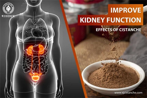 cistanche benefits：improve kidney function