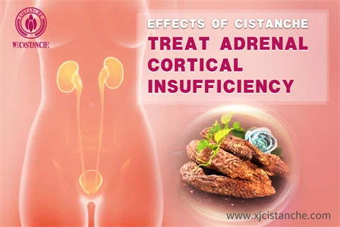 desert ginseng cistanche：treat adrenal cortical insufficiency