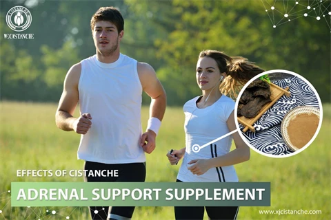 desert ginseng cistanche:adrenal support supplement desert ginseng cistanche:adrenal support supplement