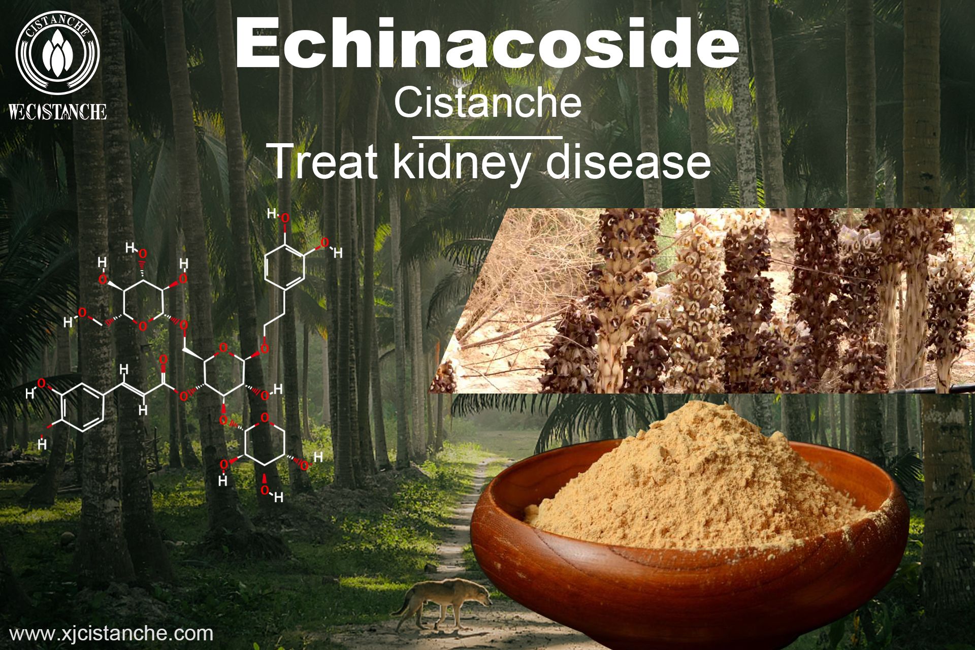 the best herb for kidney disease the best herb for kidney disease