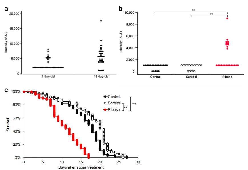 anti- senescence cistanche function