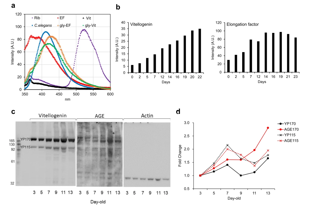 anti- senescence cistanche function