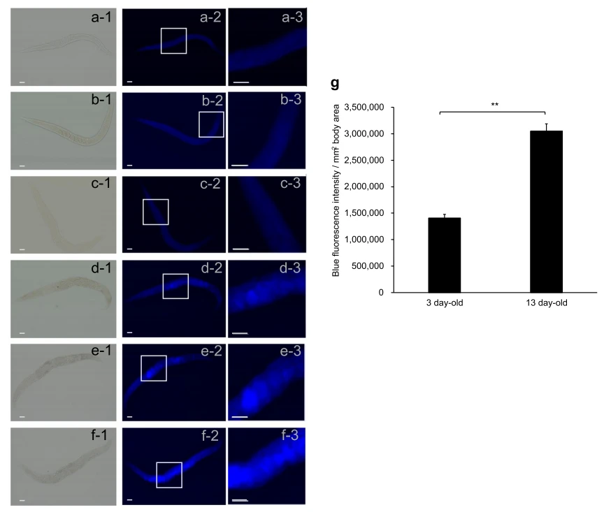 anti- senescence cistanche function