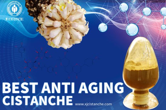 anti- senescence cistanche function