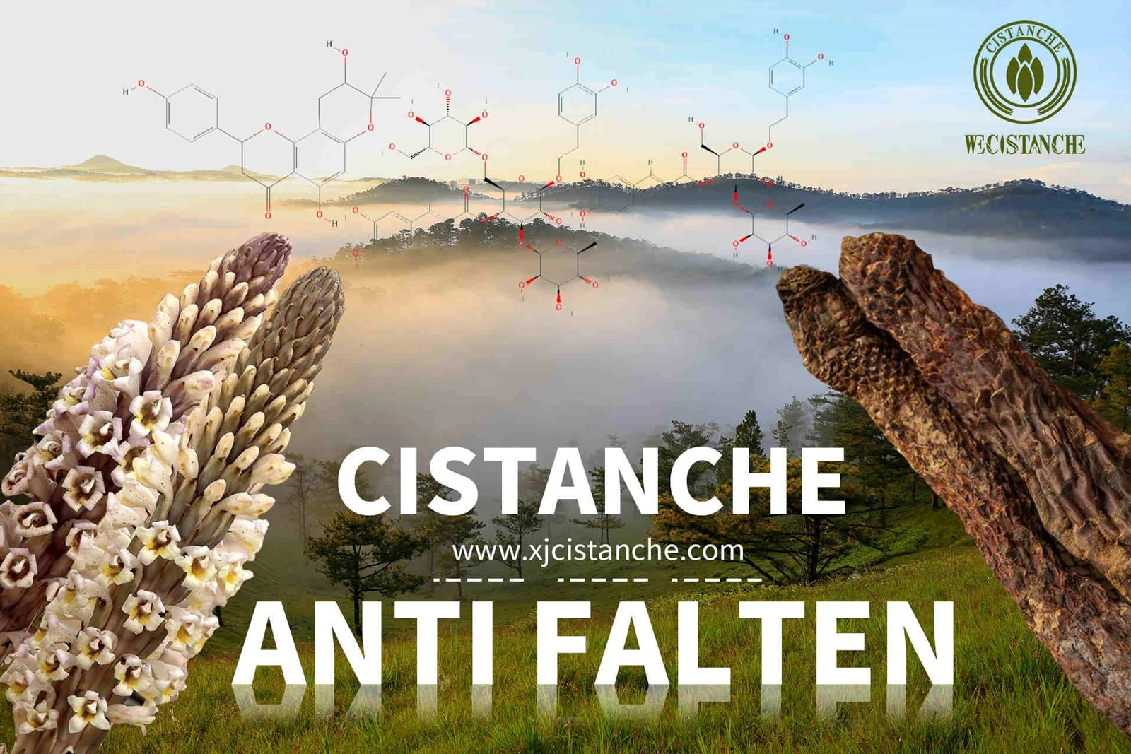 cistanche supplement review