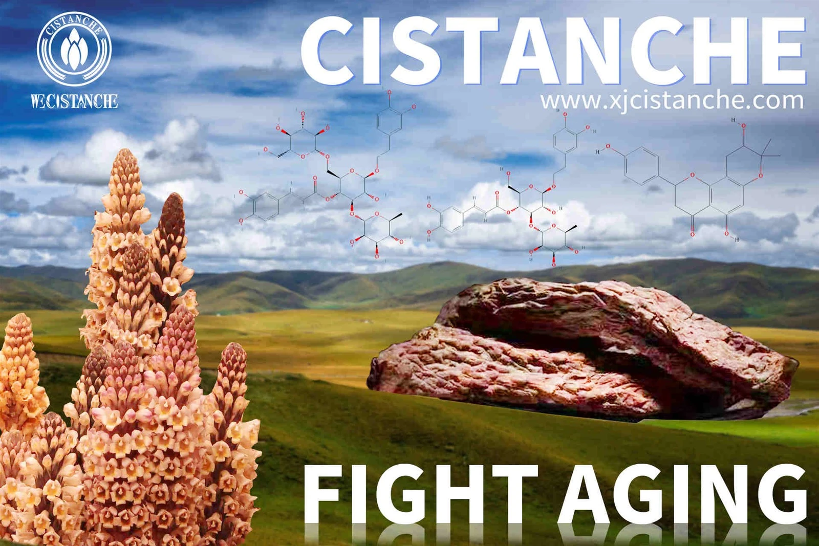 desert cistanche benefits