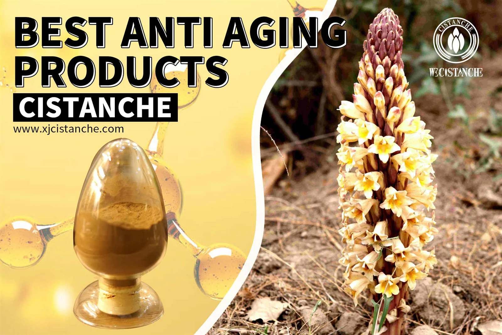 cistanche herb