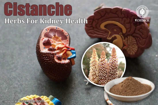 CISTANCHE EXTRACT WITH 25% ECHINACOSIDE AND 9% ACTEOSIDE 