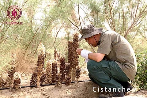 NATURAL ORGANIC CISTANCHE EXTRACT 