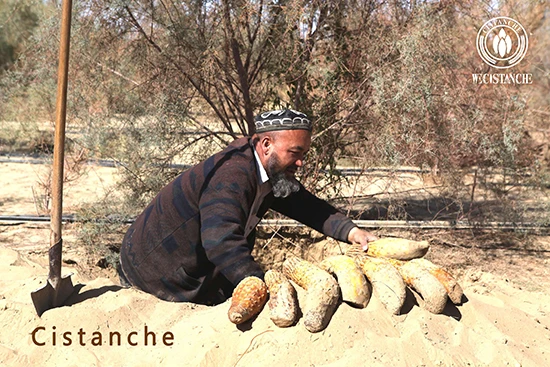 Harvest of Cistanche deserticola (5)