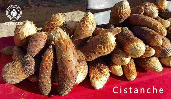 Desert ginseng-Fresh Cistanche deserticola