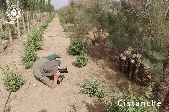 Planting of Cistanche deserticola Planting of Cistanche deserticola